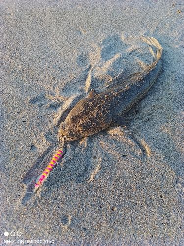 マゴチの釣果