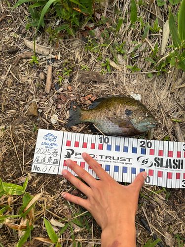 ブルーギルの釣果