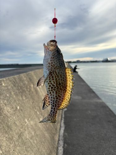 イシミーバイの釣果