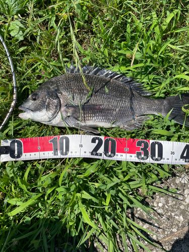 クロダイの釣果
