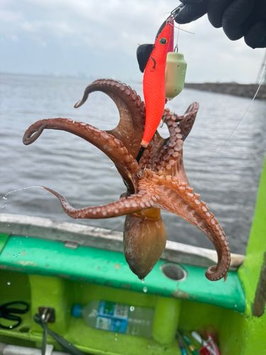 マダコの釣果