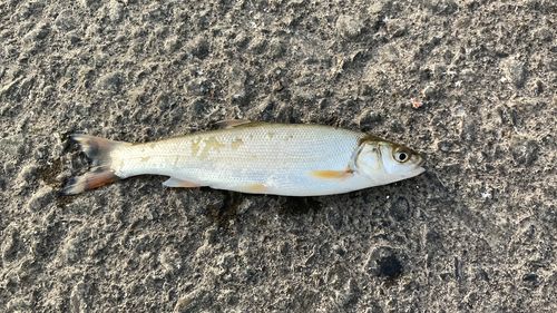 ウグイの釣果