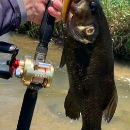 スモールマウスバス