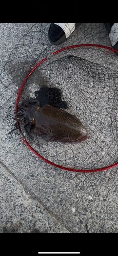 コウイカの釣果