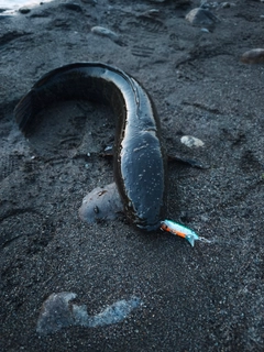 ライギョの釣果