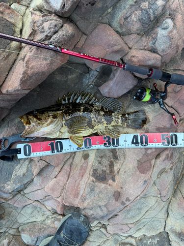 ベッコウゾイの釣果