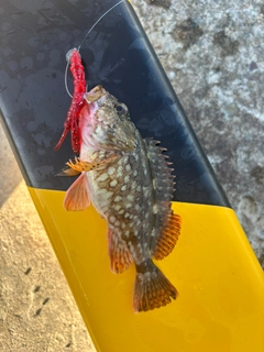 ウッカリカサゴの釣果