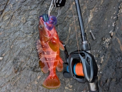 アカハタの釣果