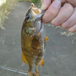 スモールマウスバス