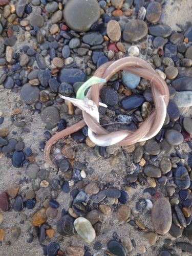 ダイナンウミヘビの釣果