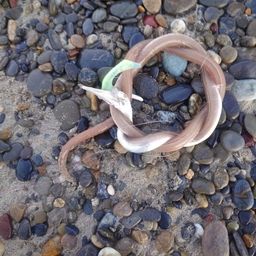 ダイナンウミヘビ