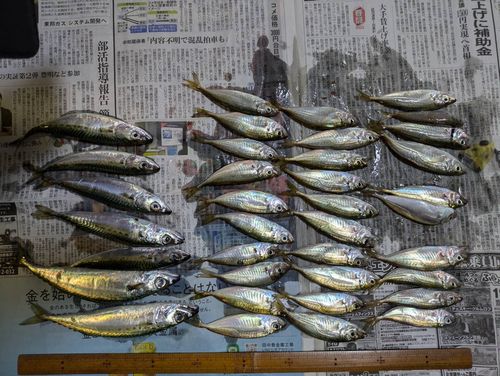 アジの釣果
