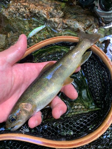 イワナの釣果