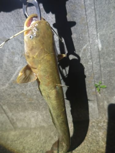 ナマズの釣果