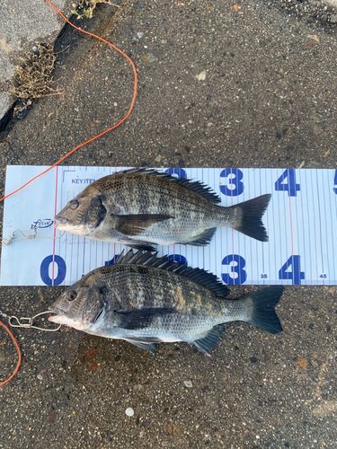 チヌの釣果
