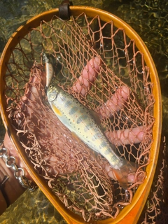 アマゴの釣果