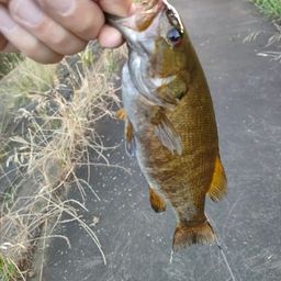 スモールマウスバス