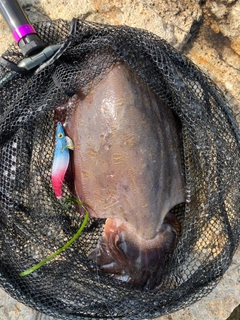 モンゴウイカの釣果