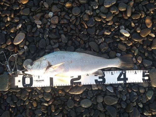 ニベの釣果