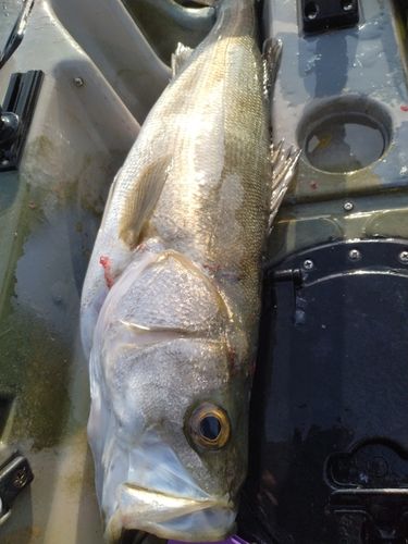 スズキの釣果