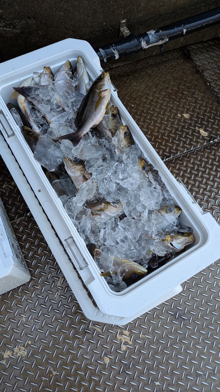 横浜本牧なつめ釣具 米田さんの釣果 1枚目の画像