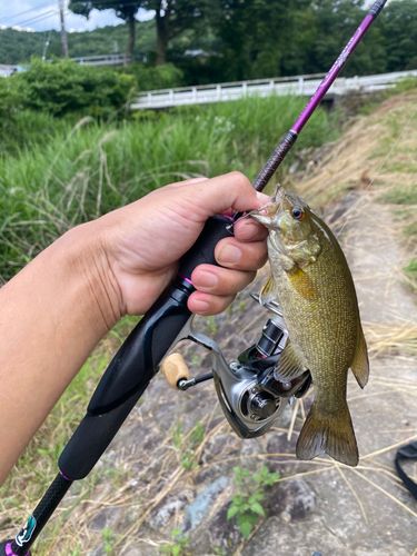 カワムツの釣果