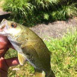 スモールマウスバス