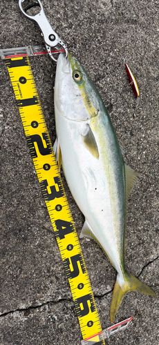 ハマチの釣果