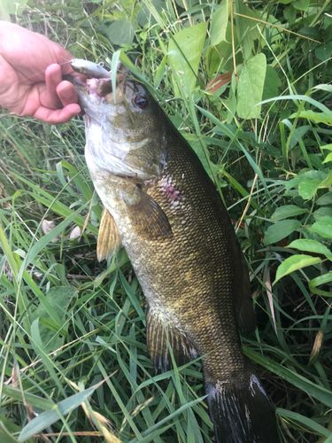 スモールマウスバスの釣果