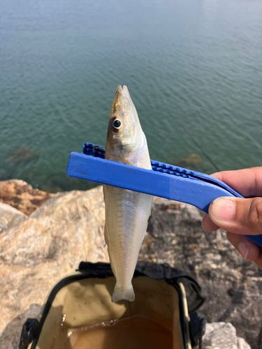 キスの釣果