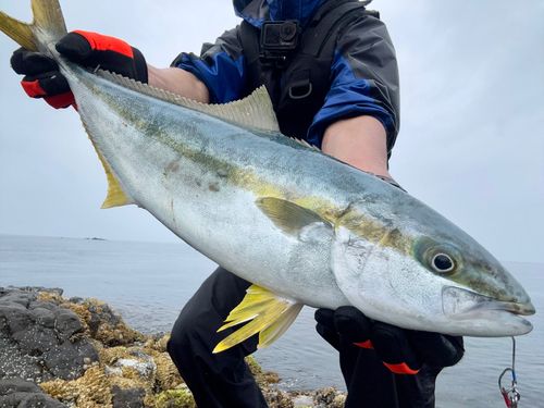 ヒラマサの釣果