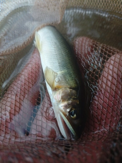 アユの釣果