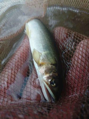 アユの釣果
