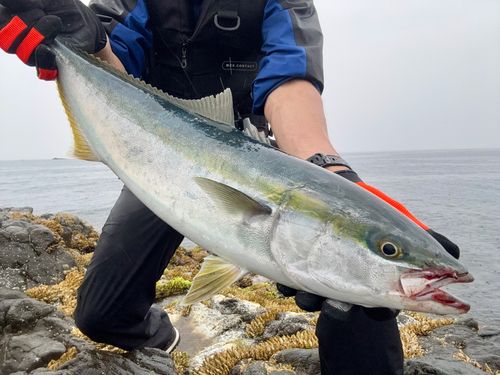 ブリの釣果
