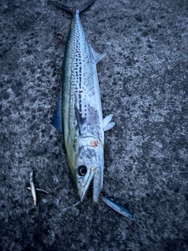 サゴシの釣果