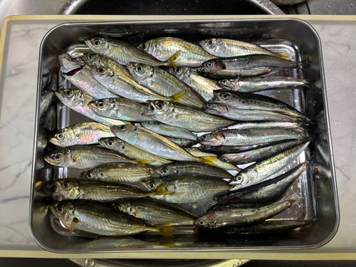 アジの釣果