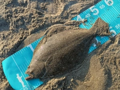 ヒラメの釣果