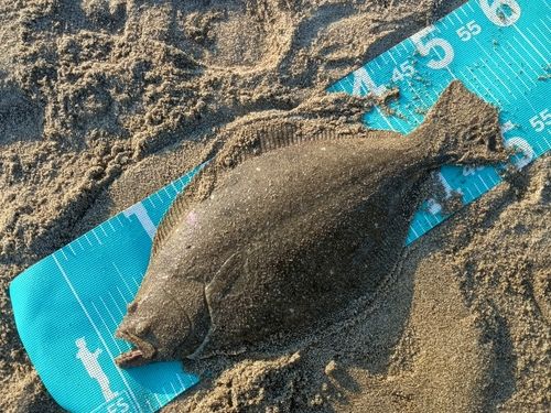 ヒラメの釣果