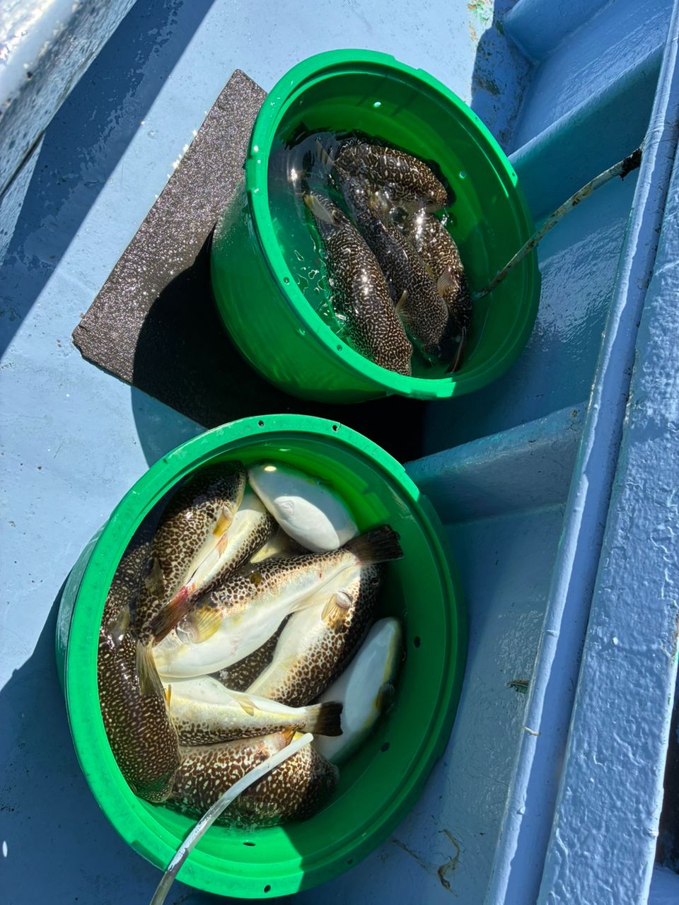 ショウサイフグ