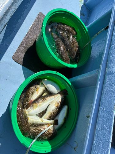 ショウサイフグの釣果