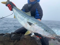 ブリの釣果