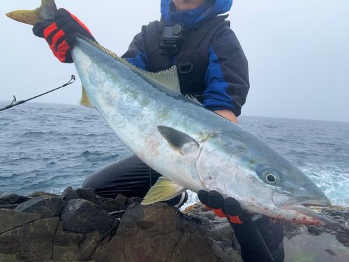 ブリの釣果