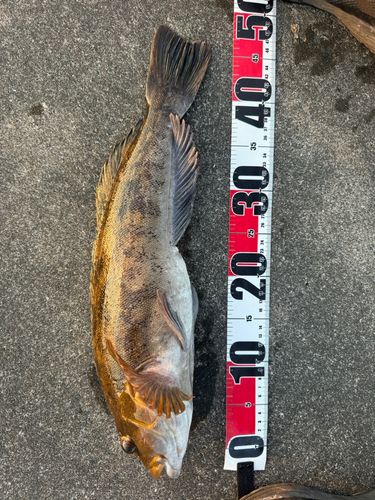 釣果