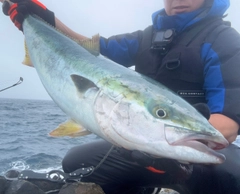 ブリの釣果