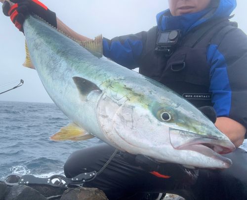 ブリの釣果