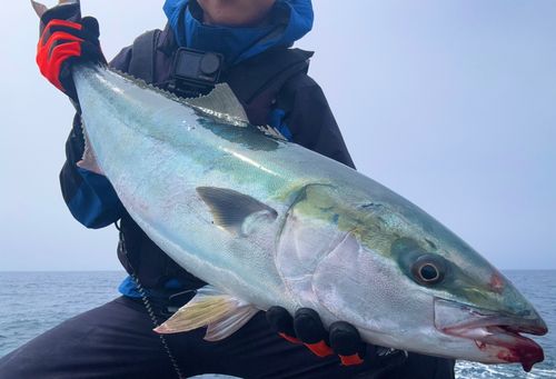 ブリの釣果