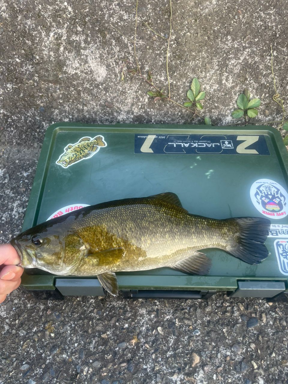 スモールマウスバス