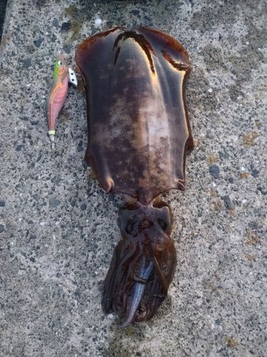 アオリイカの釣果