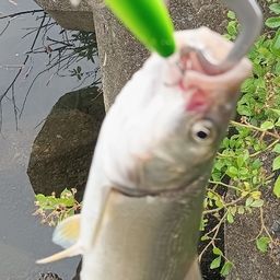 ウグイ