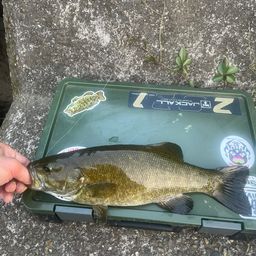 スモールマウスバス
